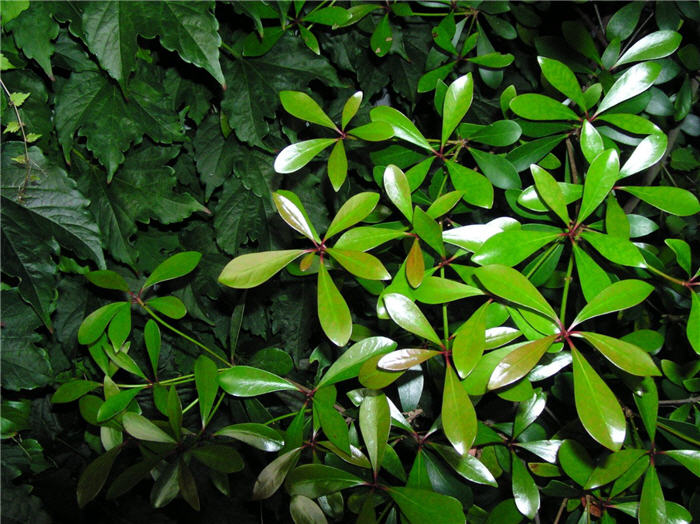 Ternstroemia gymnanthera
