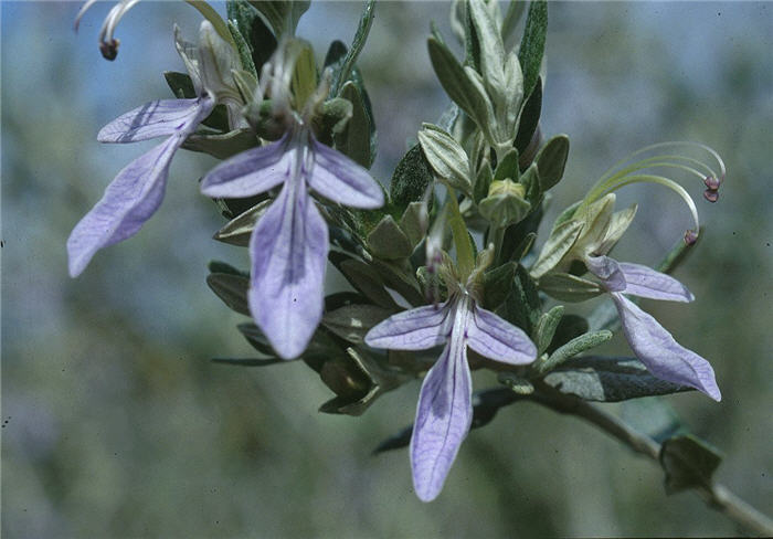 Teucrium fruticans