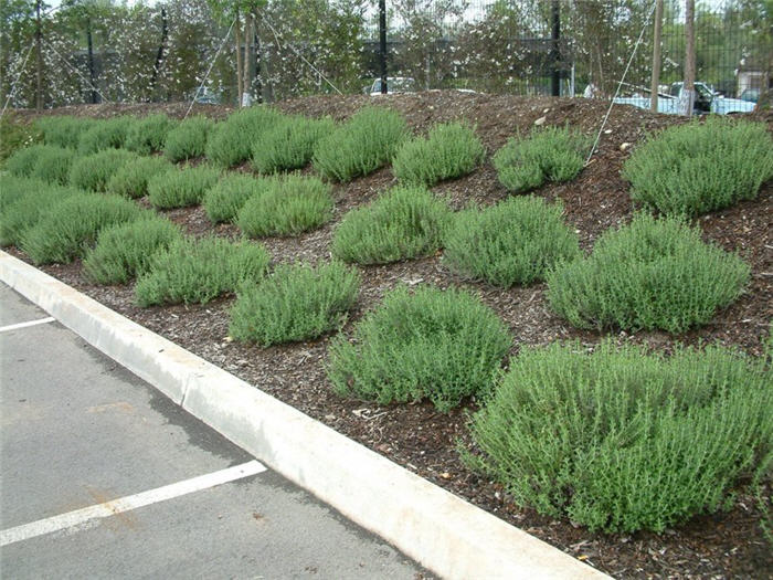 Teucrium X lucidrys