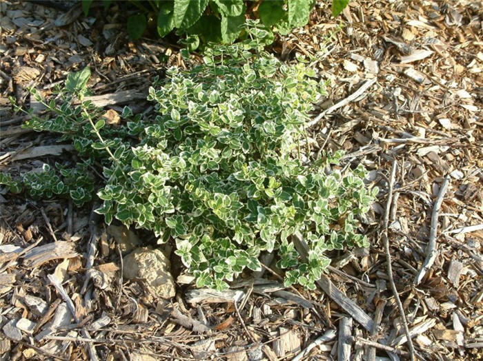 Euonymus fortunei 'Emerald Gaiety'