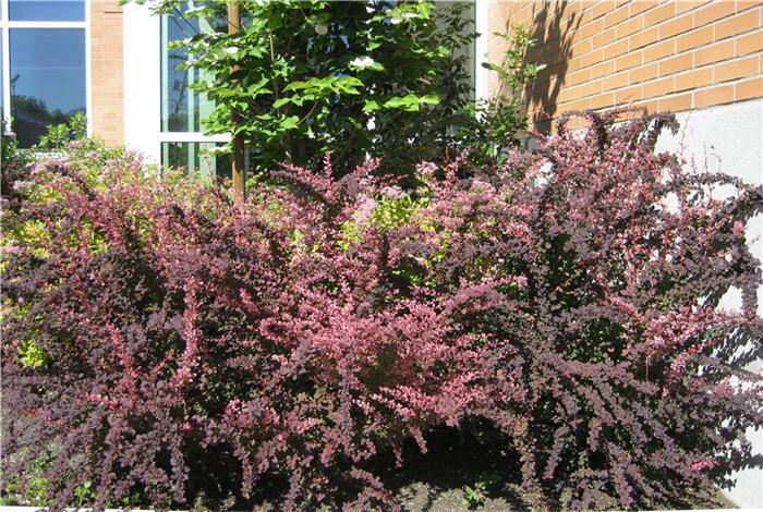 Berberis thunbergii 'Rose Glow'