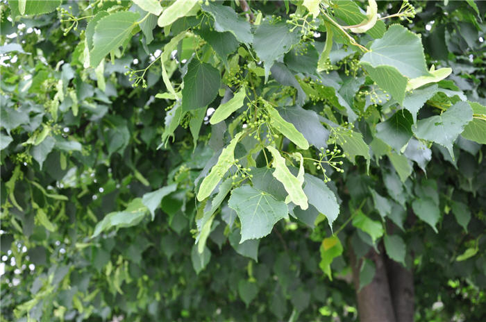 Plant photo of: Tilia cordata