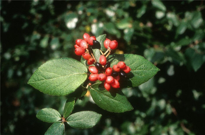 Burkwood Viburnum