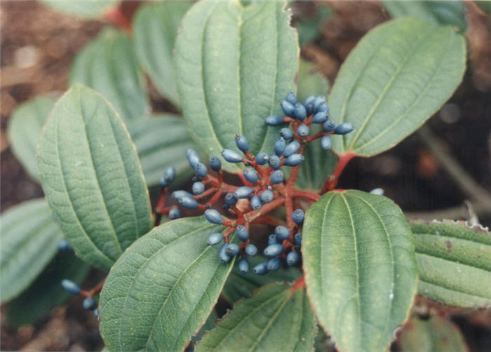 Viburnum davidii