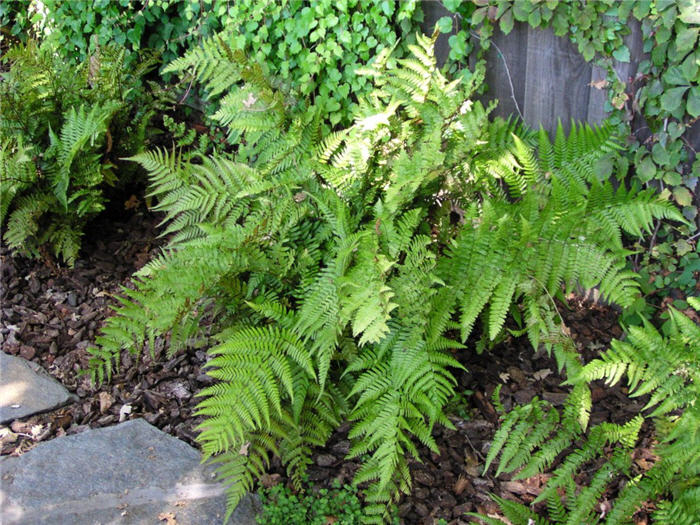 Woodwardia fimbriata