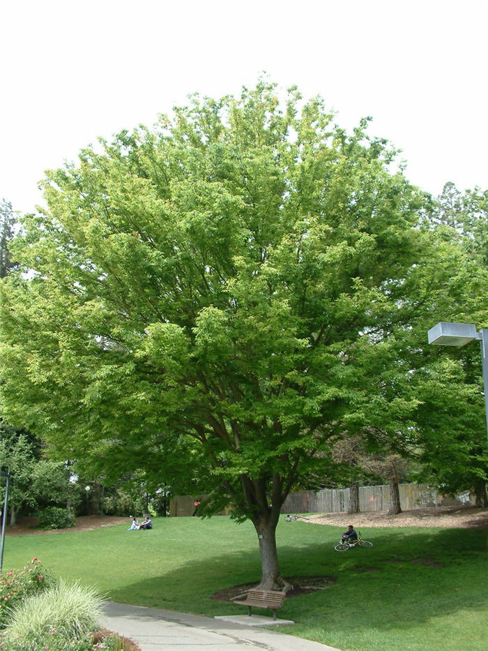 Zelkova serrata