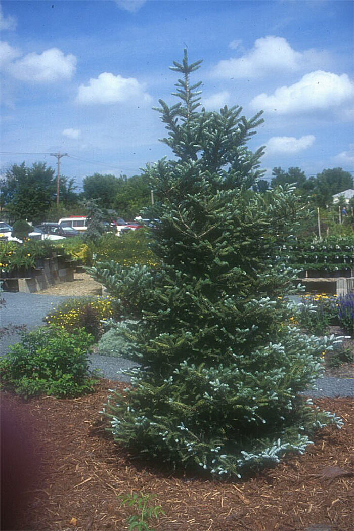 Korean Fir