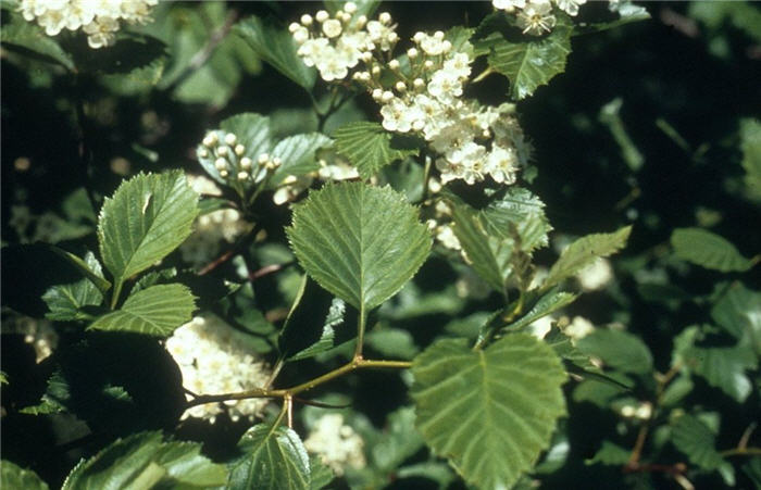 Crataegus crus-galli