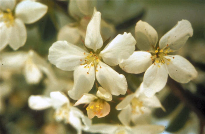 White Angel Crabapple