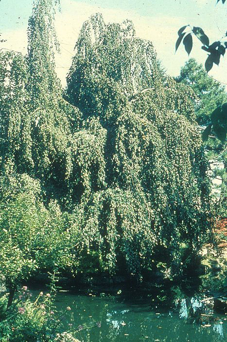 Fagus sylvatica 'Pendula'