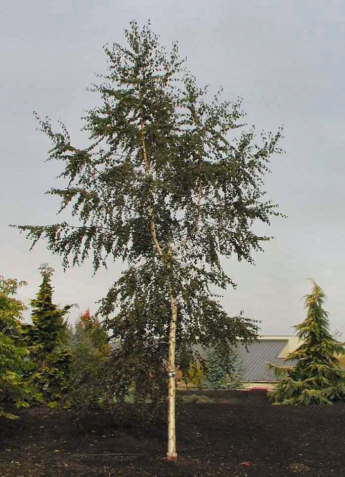 Betula pendula 'Purpurea'