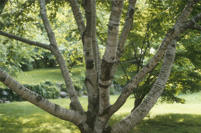 Betula maximowicziana