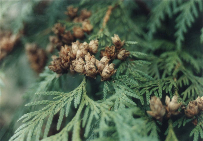 Thuja X plicata
