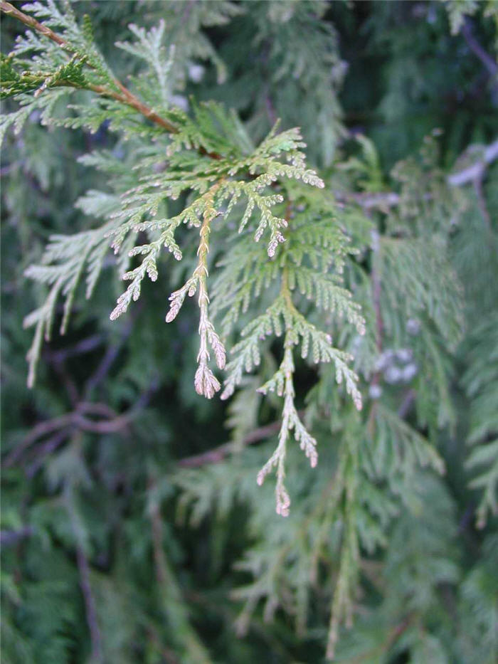 Plant photo of: Thuja X plicata