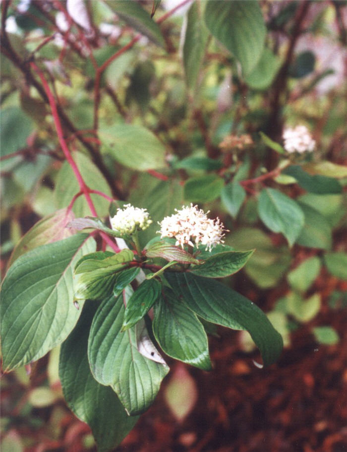 Cornus stolonifera