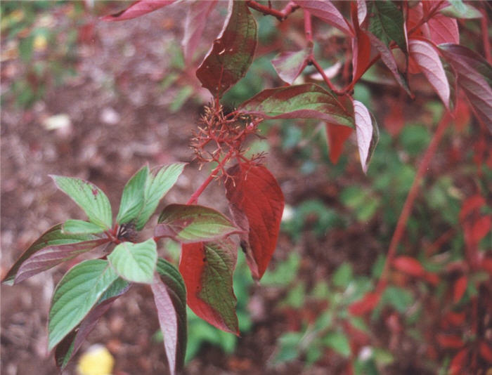 Plant photo of: Cornus stolonifera