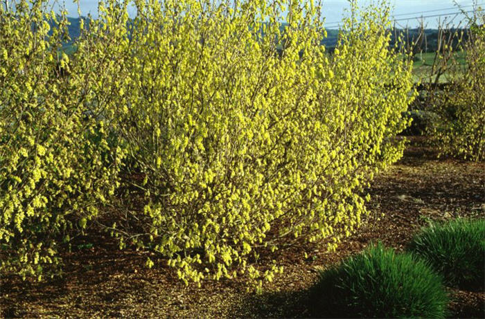 Corylopsis glabrescens
