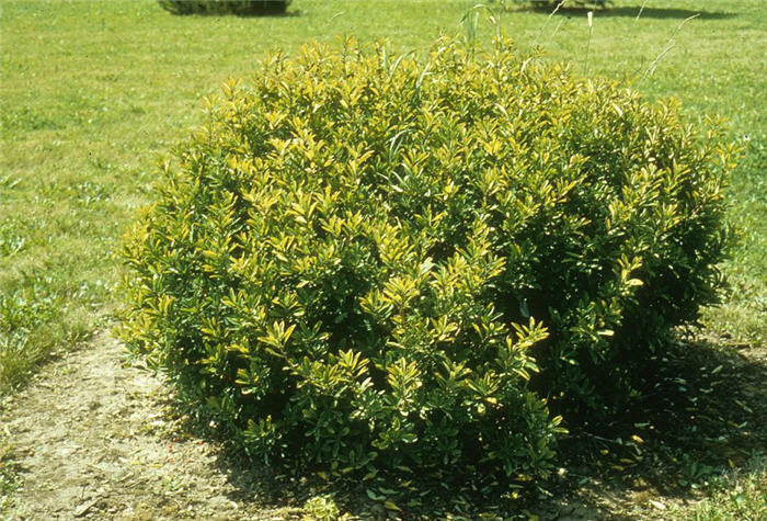 Daphne mezereum