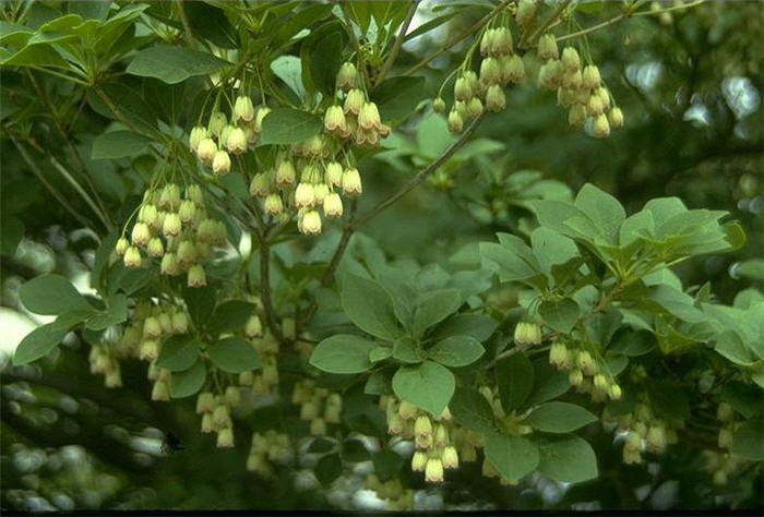 Enkianthus campanulatus