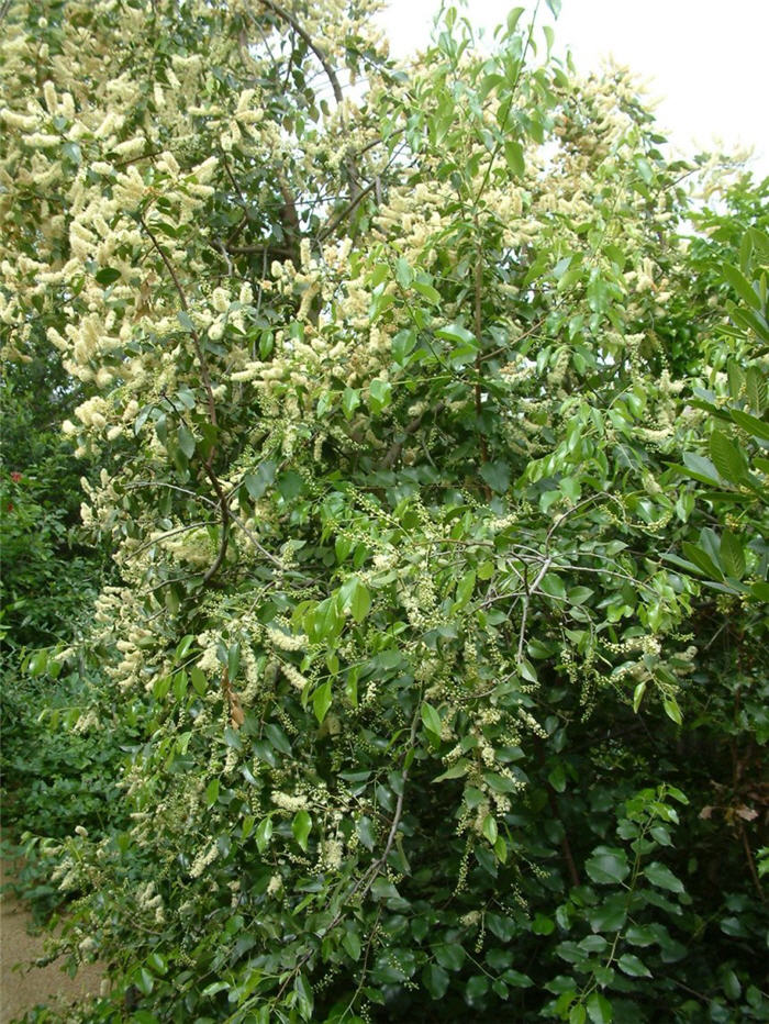 Holodiscus discolor