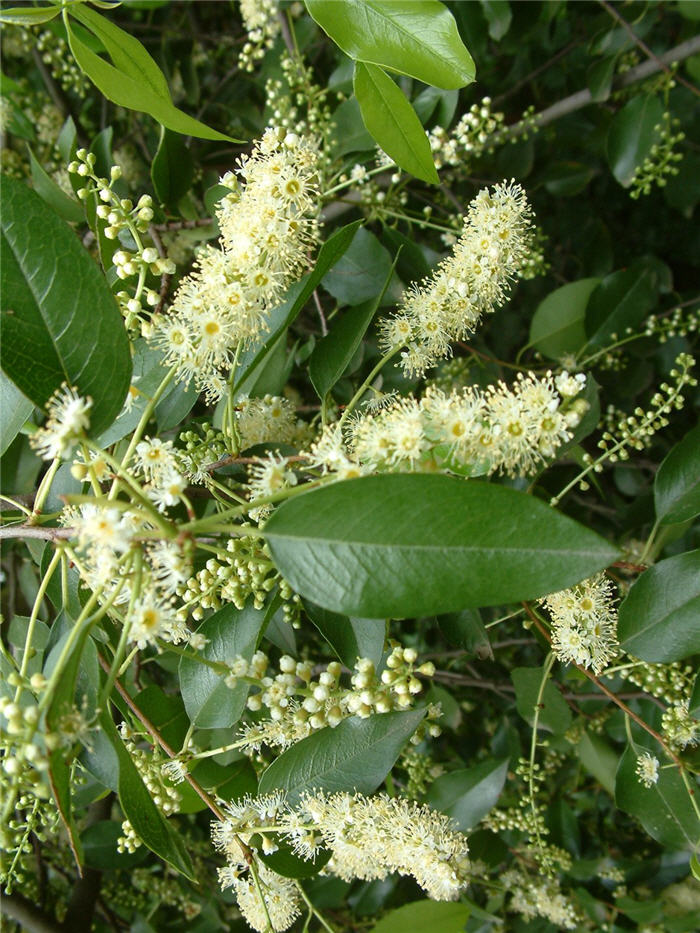 Plant photo of: Holodiscus discolor