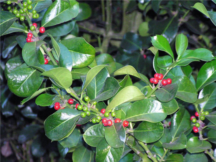 Ilex X altaclarensis 'Wilsonii'