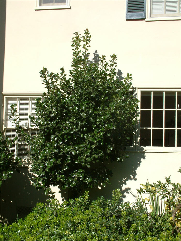 Plant photo of: Ilex X altaclarensis 'Wilsonii'