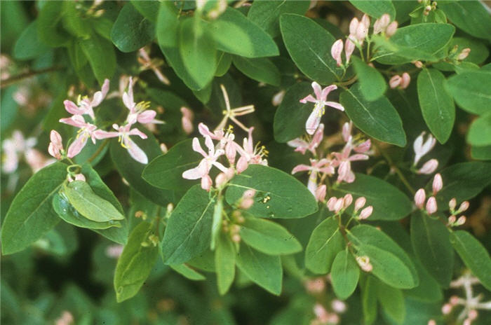 Lonicera tatarica
