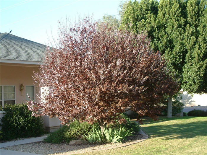 Prunus cerasifera 'Atropurpurea'