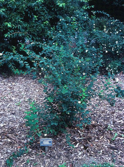 Symphoricarpos albus