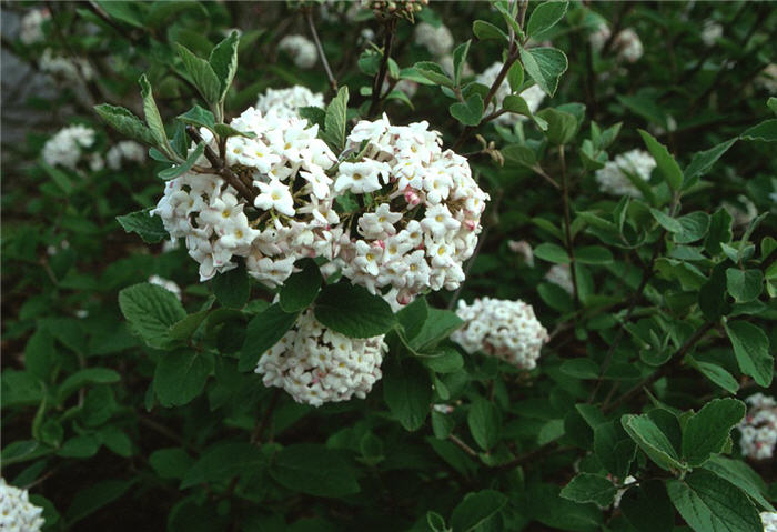 Viburnum carlesii