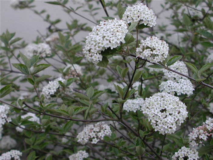 Plant photo of: Viburnum carlesii