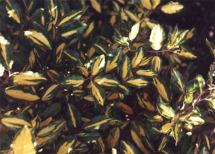 Elaeagnus pungens 'Variegata'