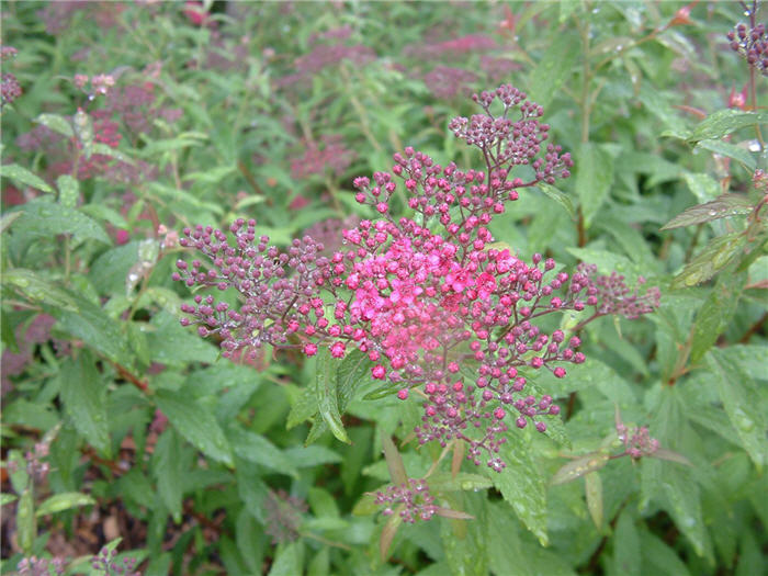 Spiraea japonica 'Little Princess'
