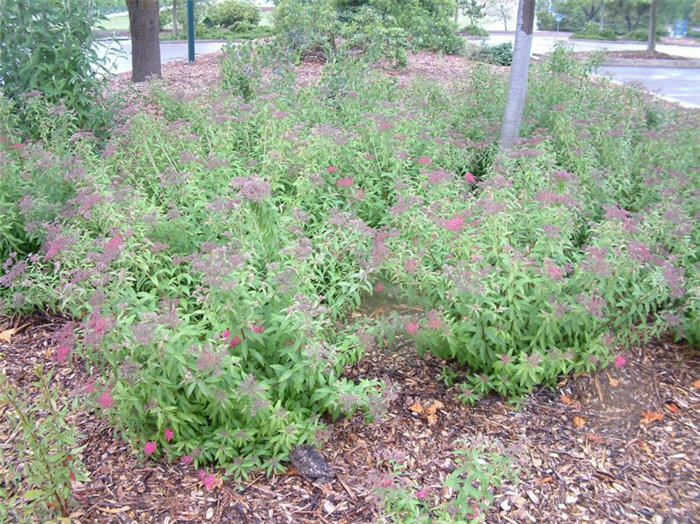 Plant photo of: Spiraea japonica 'Little Princess'