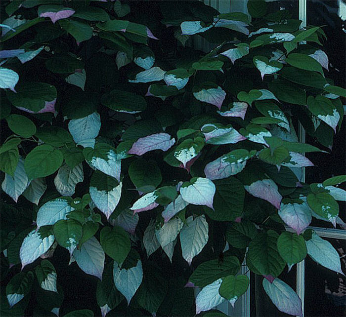 Actinidia arguta