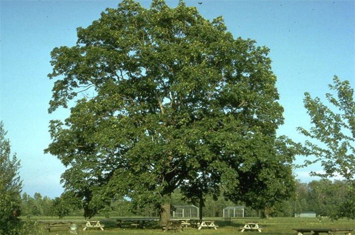 Castanea mollissima