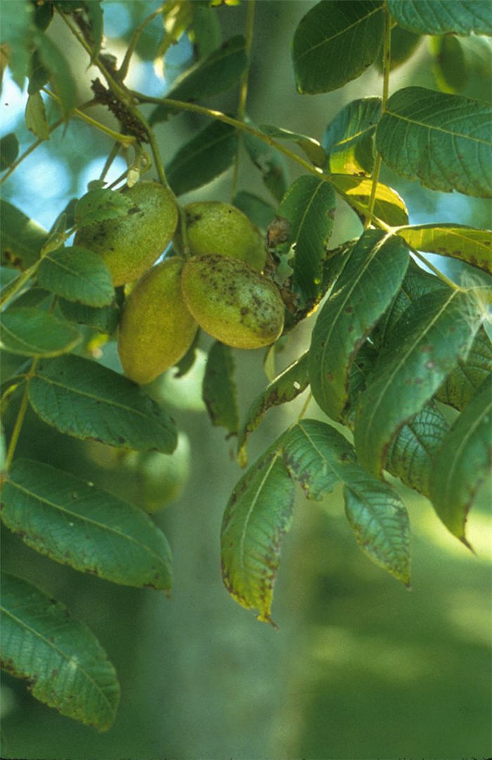 Juglans cineria