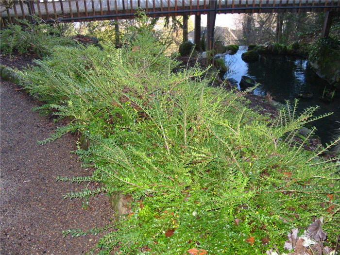 Lonicera pileata