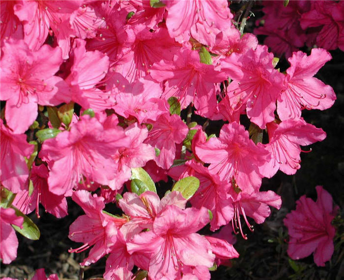 Azalea 'Sherwood Red'