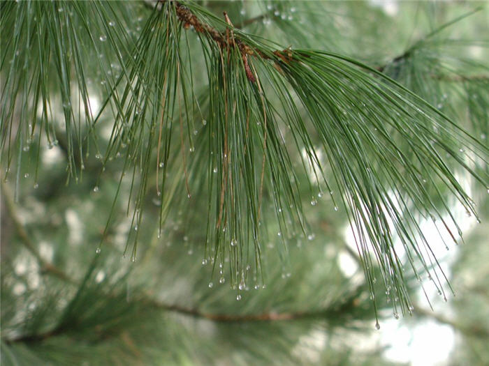 Pinus wallichiana