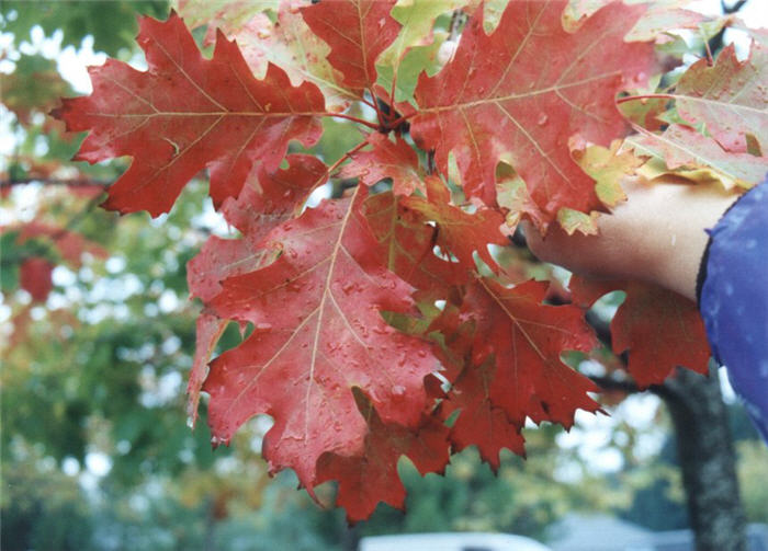 Quercus rubra