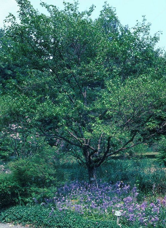 Styrax japonicus