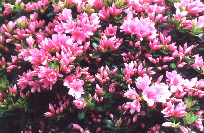 Plant photo of: Azalea 'Coral Bells'