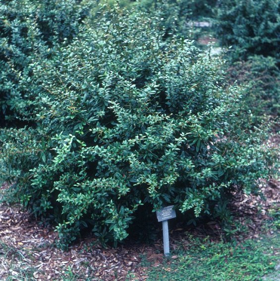 Berberis julianae