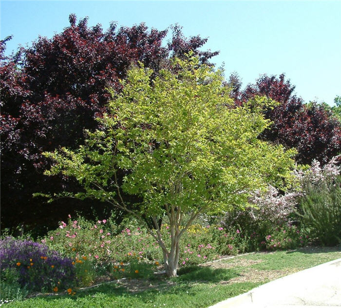 Lagerstroemia 'Natchez'