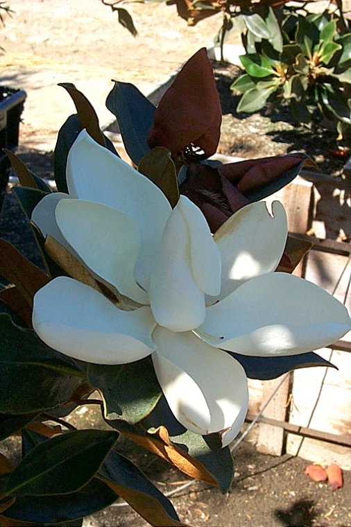 Magnolia grandiflora 'Little Gem'