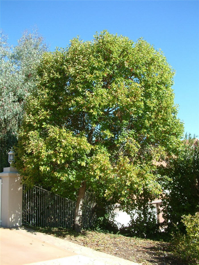 Nyssa sylvatica