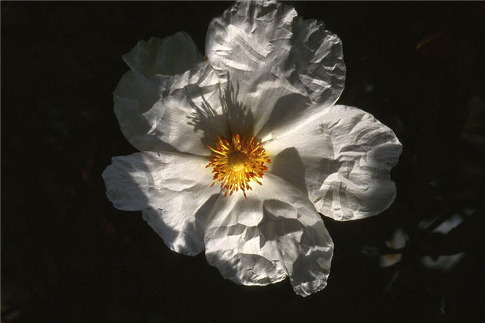 Cistus 'Blanche'