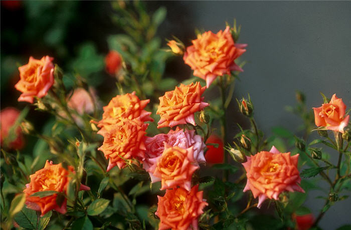 Rosa 'Joseph's Coat'